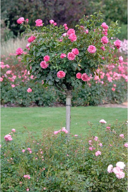 Троянда флорибунда Леонардо да Вінчі штамб